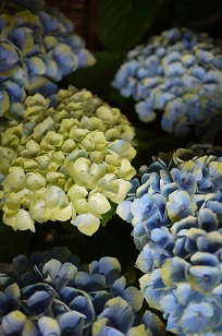 ①生花・あじさい鉢植えいろいろ_f0226293_1073926.jpg