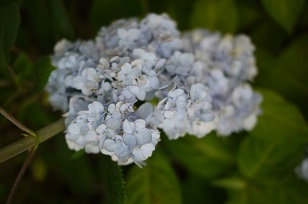 ①生花・あじさい鉢植えいろいろ_f0226293_107565.jpg