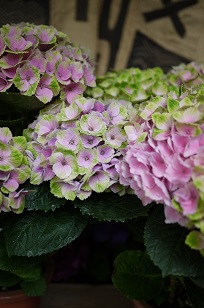 ①生花・あじさい鉢植えいろいろ_f0226293_1075825.jpg