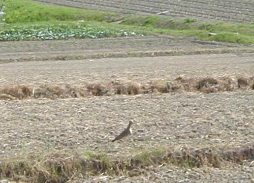 ●広沢池、その3_d0053294_146164.jpg