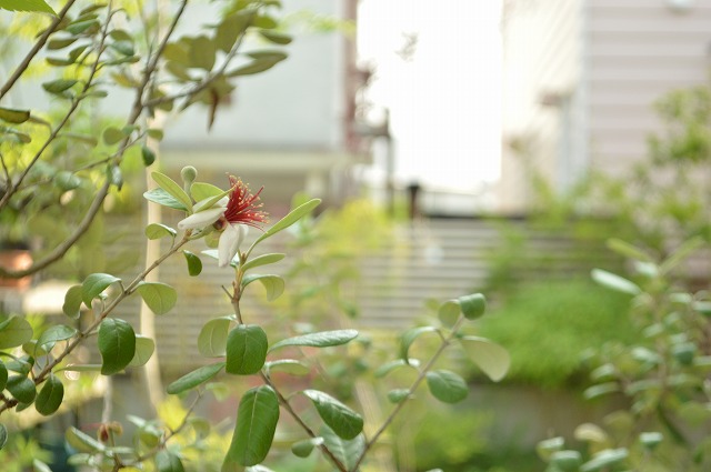 2015年 初夏のお手入れ 2_a0233896_1056361.jpg