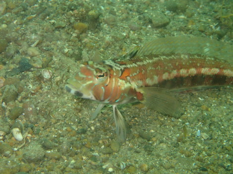 e0115199_19042414.jpg