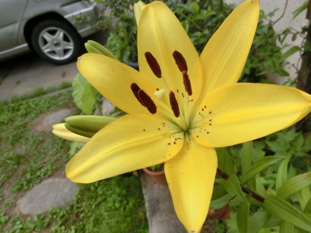 トゲなしハナキリンその後 南天の花 など おしゃべりねこ トゲなしハナキリンその後 南天の花 など おしゃべりねこ