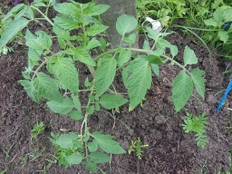 c0280206_04082.jpg