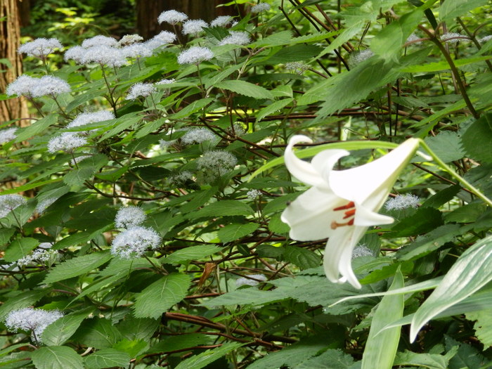 八幡湿原_f0219710_701523.jpg