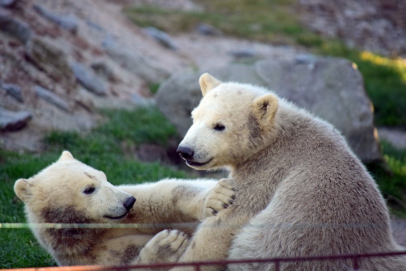 オランダ・ロッテルダム動物園が排尿方向のみを根拠に双子の性別を雄と雌と判定し正式発表を行う_a0151913_0375483.jpg