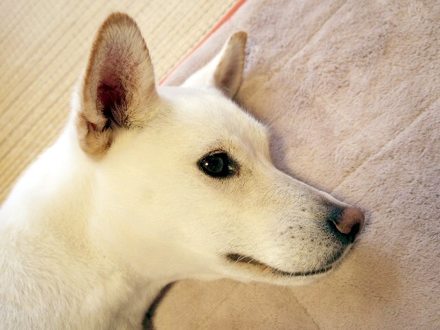 別犬28号_b0090517_21505207.jpg
