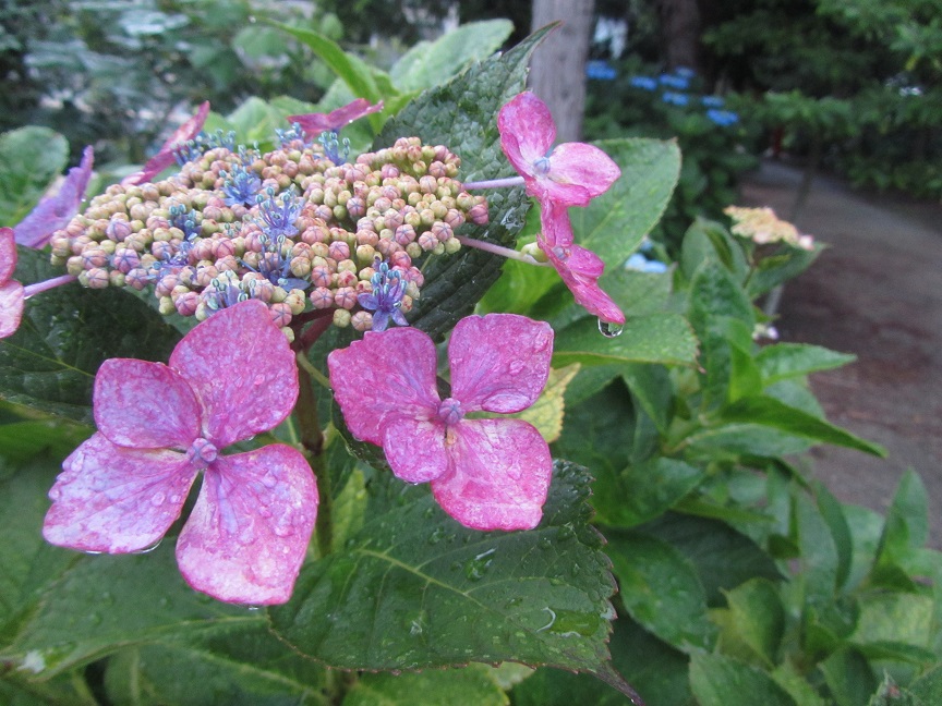 e0137130_22272013.jpg
