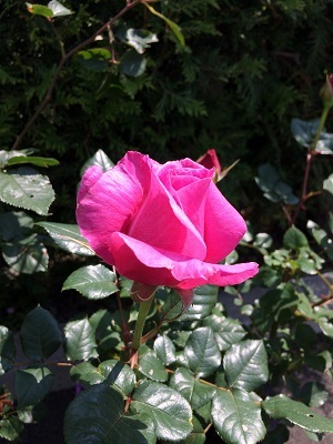 c0234938_11085378.jpg