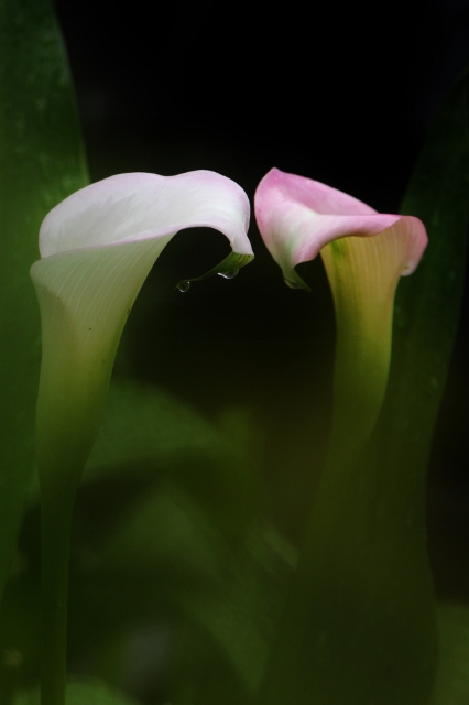 カラー (Calla lily)_e0039744_14425616.jpg