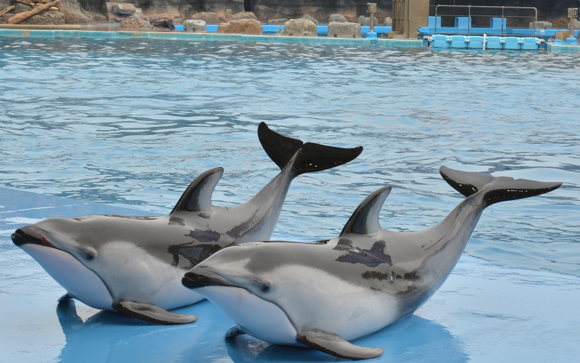 名古屋港水族館　２０１５　その2_a0055650_915939.jpg