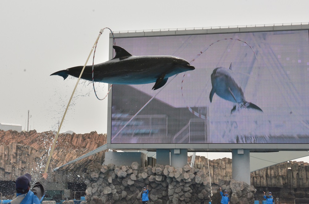 名古屋港水族館　２０１５　その2_a0055650_962398.jpg