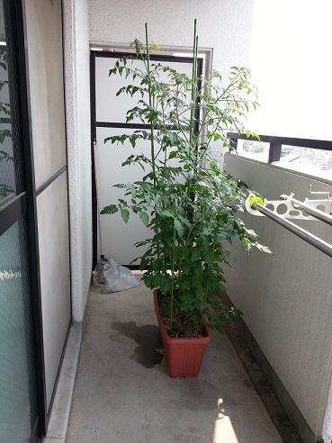 ベランダで ワッサワッサと....._b0138552_20114249.jpg