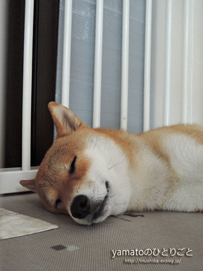 a0286855_6372122.gif