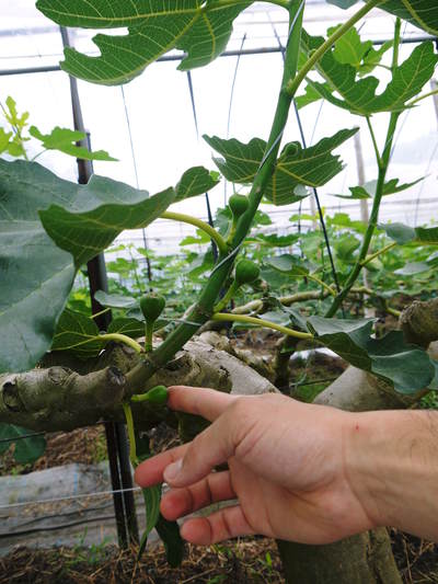 甘熟いちじく 着果の様子と芽カギ作業 ｆｌｃパートナーズストア
