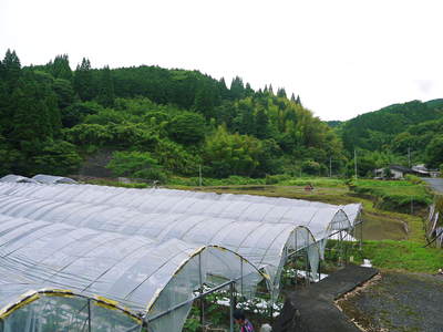 甘熟いちじく 着果の様子と芽カギ作業_a0254656_17425164.jpg