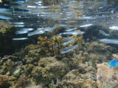 c0180460_15521634.jpg