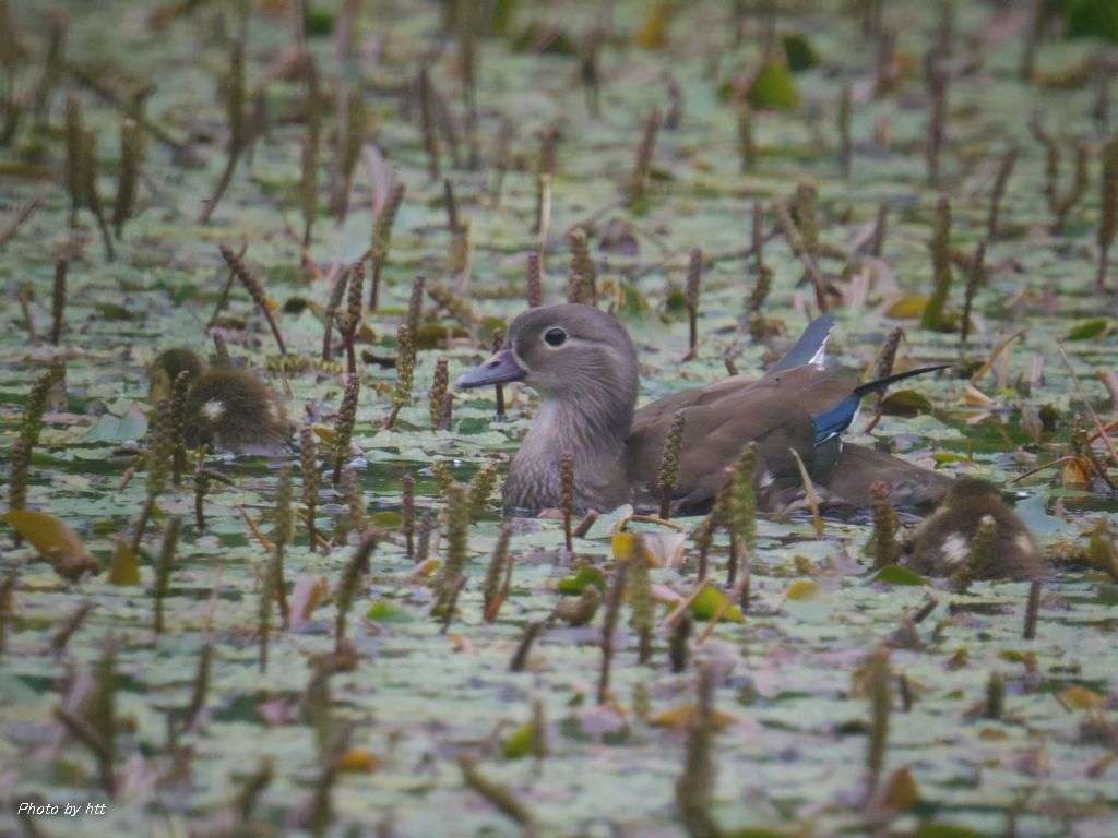 森の沼に浮かぶ鳥は・・・_a0261462_23543854.jpg