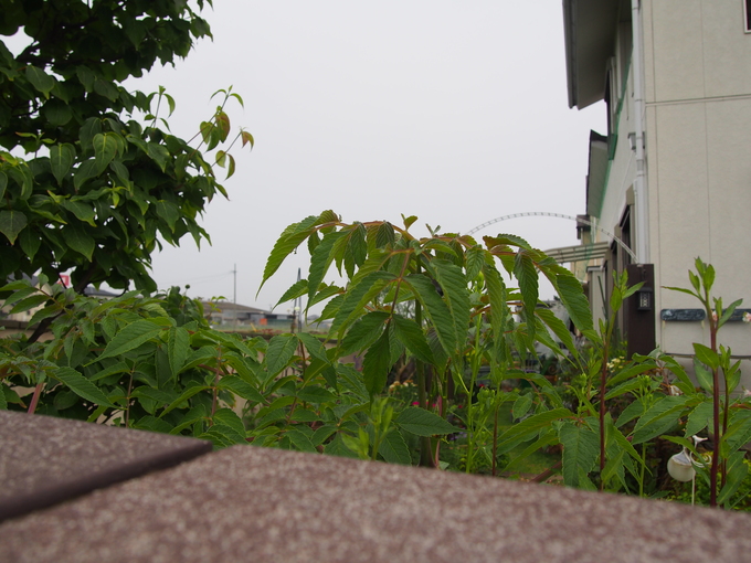b0194267_205145100.jpg