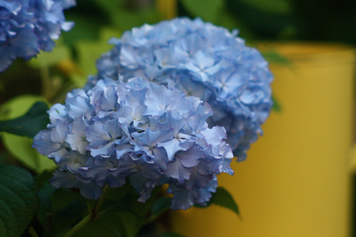 お気に入り紫陽花 レオンとミカコ Be S Garden