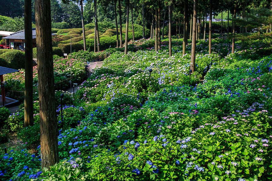 紫陽花！　～三室戸寺～_b0128581_2245843.jpg