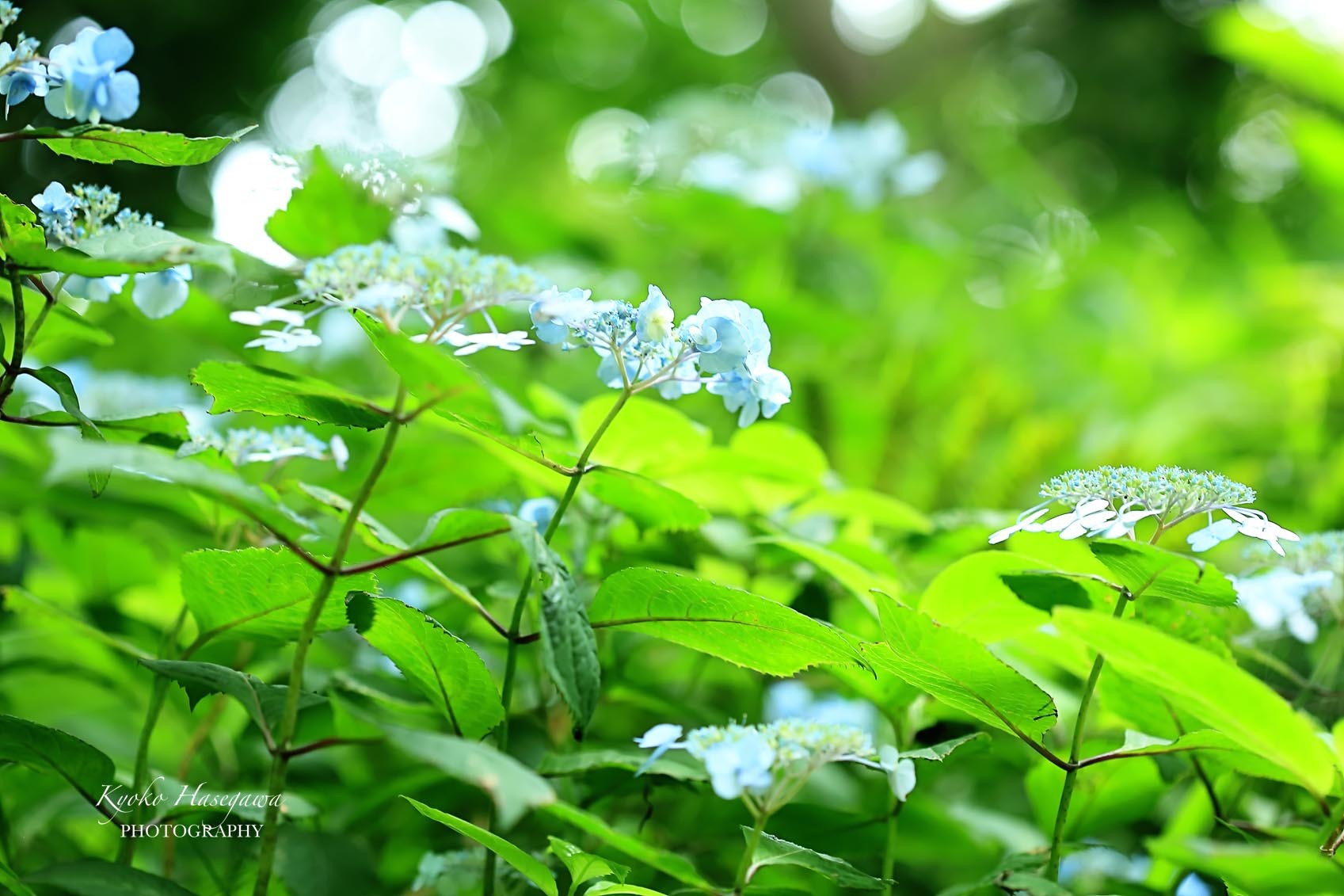 紫陽花＆6月のイメージをすてきに撮ってみる！_e0148185_08044962.jpg