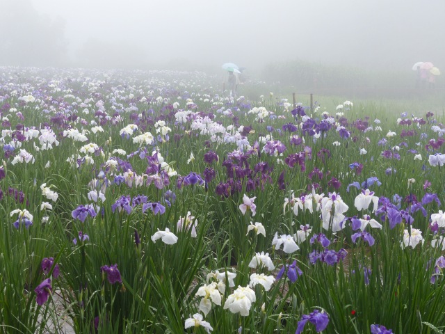 花菖蒲を見に神楽女湖へ_f0357487_1457473.jpg