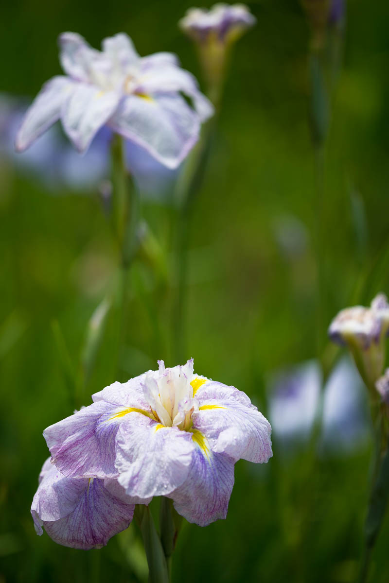 知立公園花しょうぶ園_c0298391_20144868.jpg