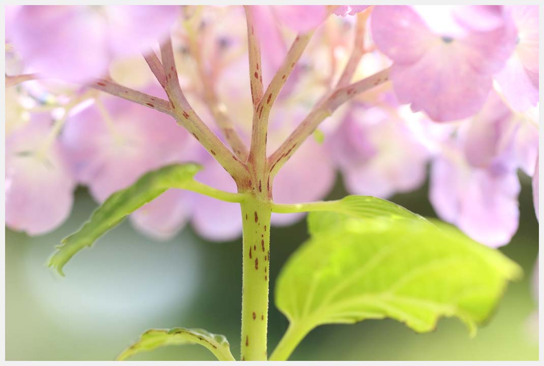 本光寺の紫陽花　その3_e0207391_22361016.jpg