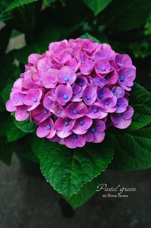 アジサイ マジカル コーラル 季の花小屋 Pastelgreen