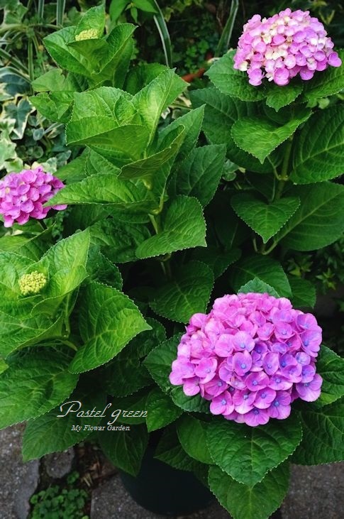アジサイ マジカル コーラル 季の花小屋 Pastelgreen