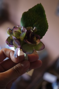 Blue Birdの紫陽花アレンジ❀_f0226293_7461570.jpg