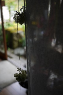 Blue Birdの紫陽花アレンジ❀_f0226293_7485824.jpg