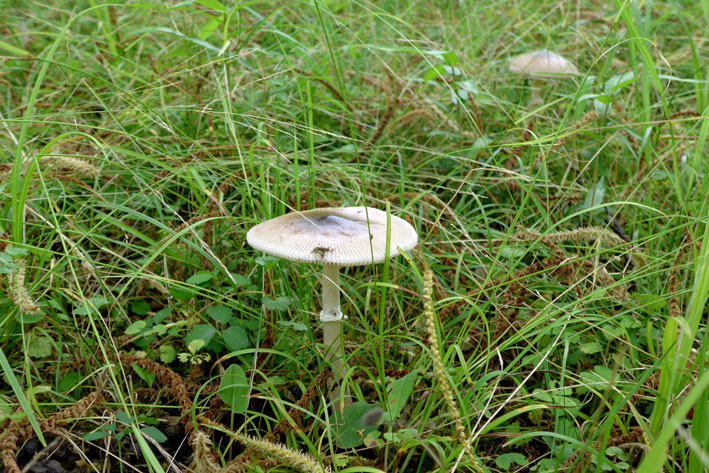 雨に生えるキノコ _b0145296_14331287.jpg