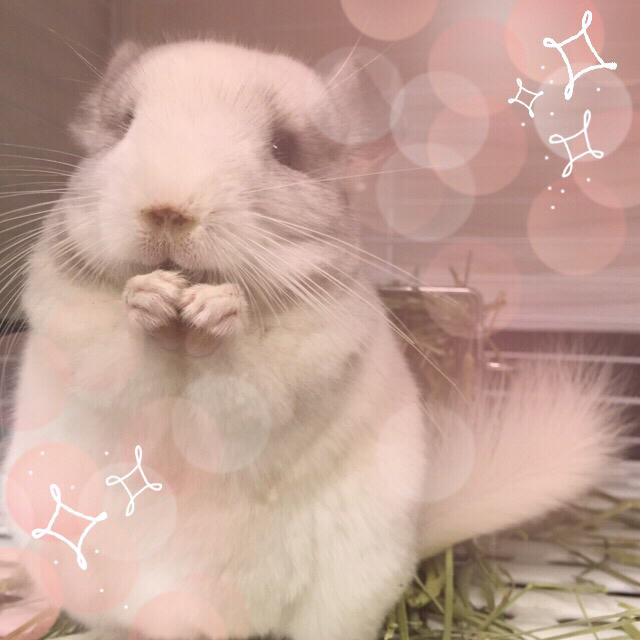 元のうさぎ 生体 販売 すべての動物画像 元のうさぎ 生体 販売 すべての動物画像
