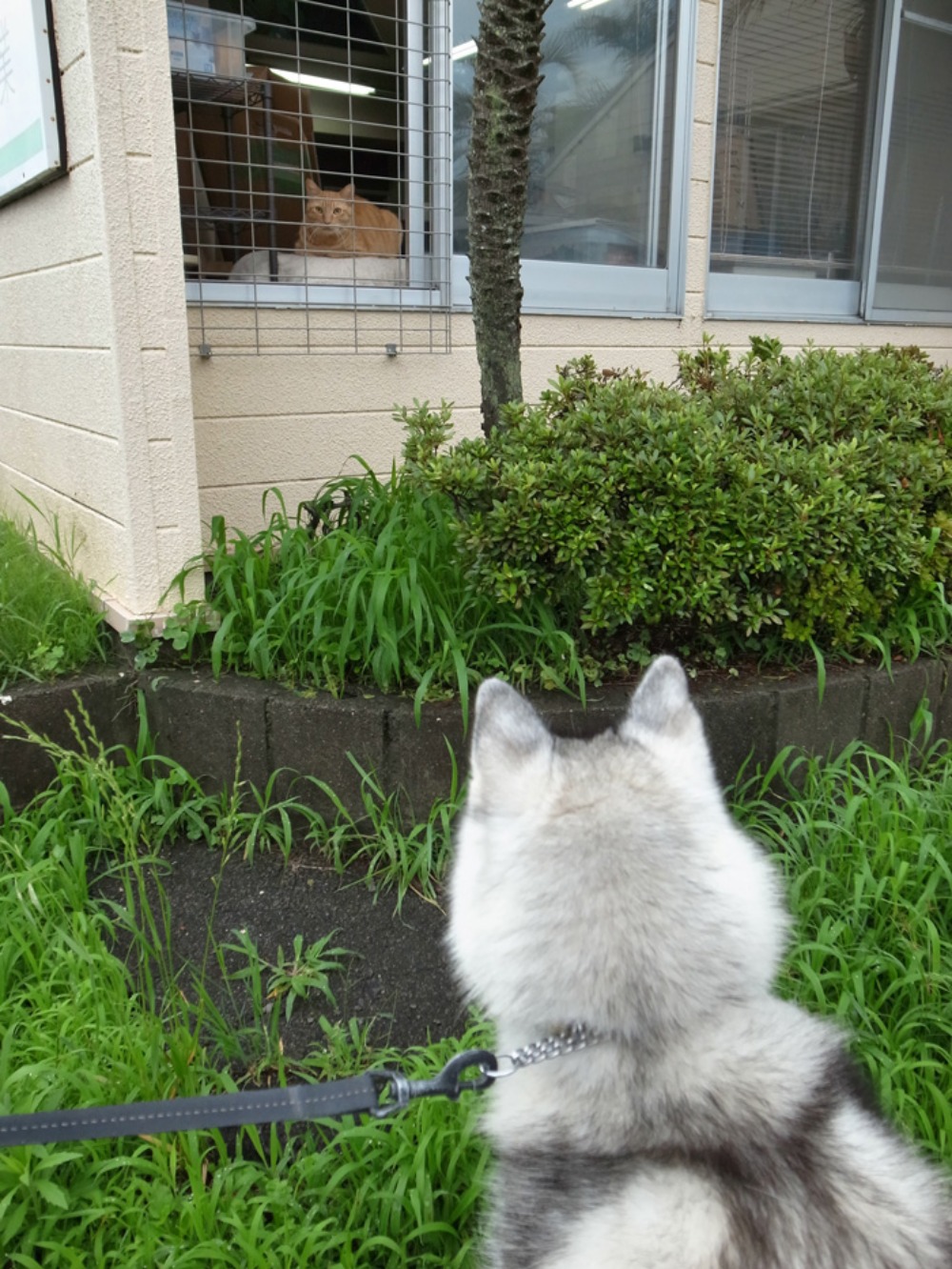 朝のお約束 (^o^)_c0049299_22454985.jpg