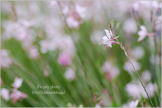 Gaura_e0008800_20070098.jpg