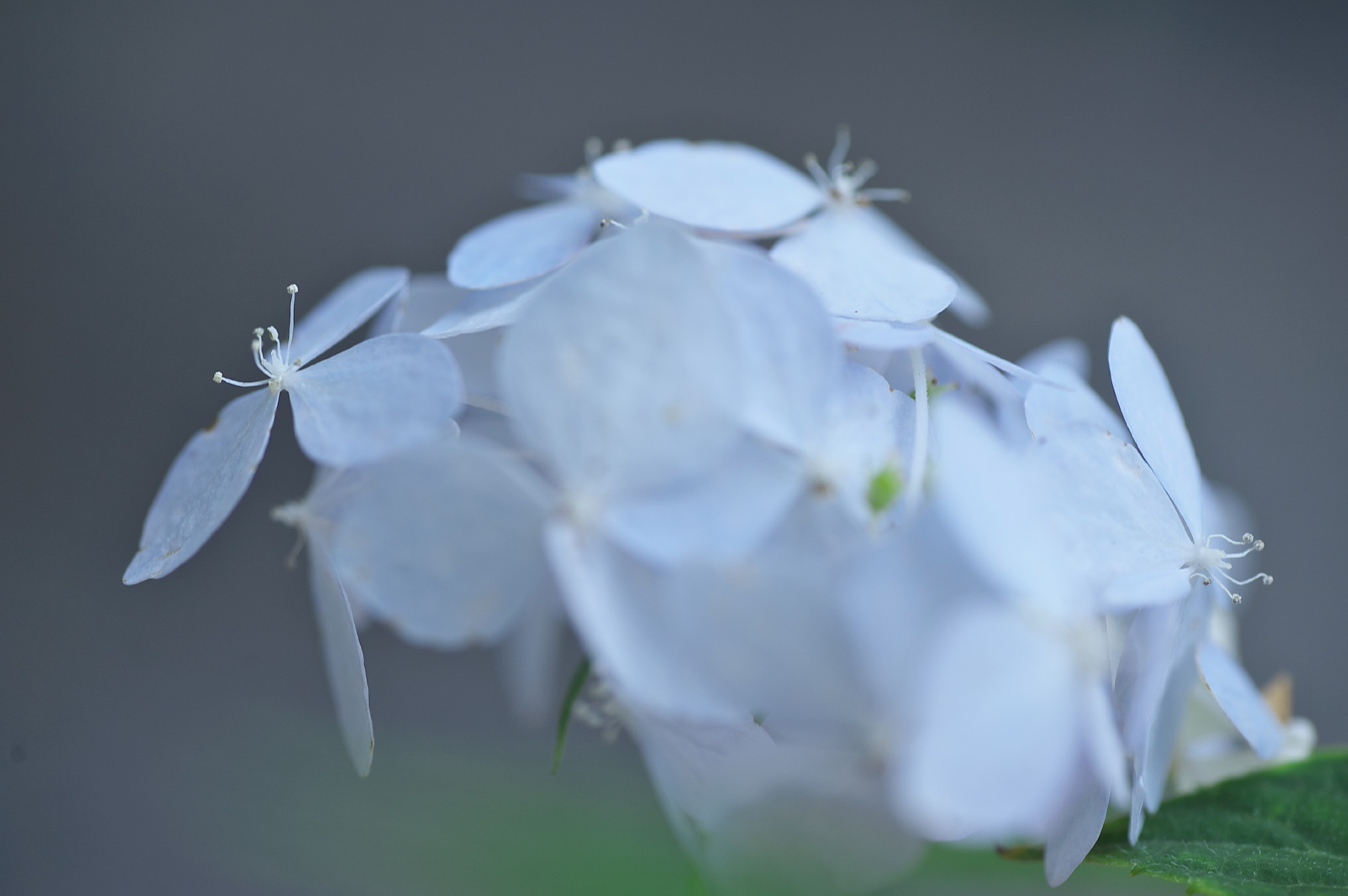 続いて三光寺の山紫陽花の花をアップします_f0000502_20342197.jpg