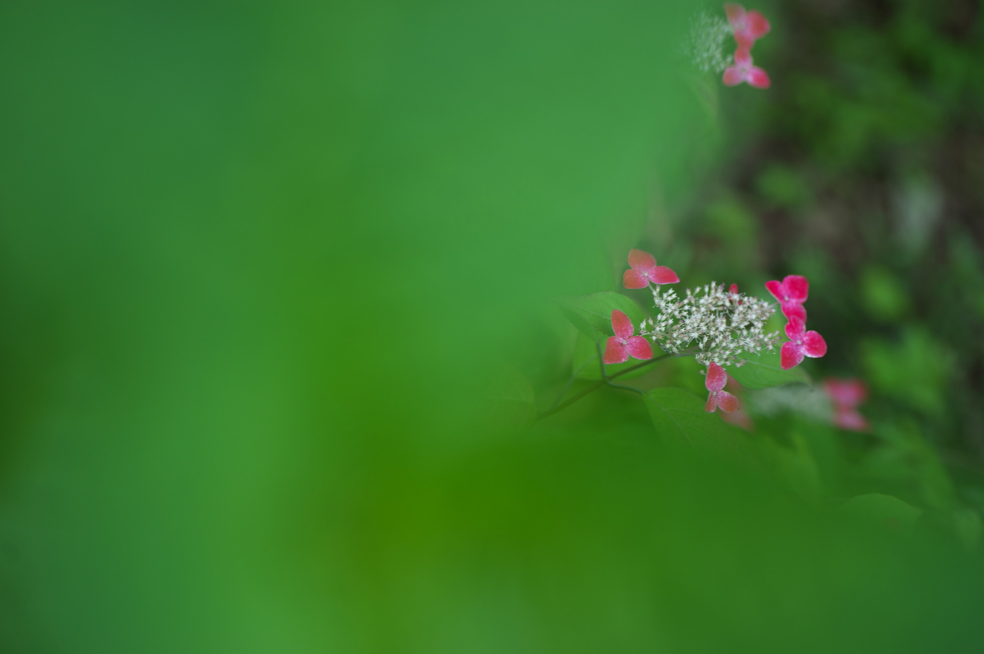 続いて三光寺の山紫陽花の花をアップします_f0000502_2035438.jpg