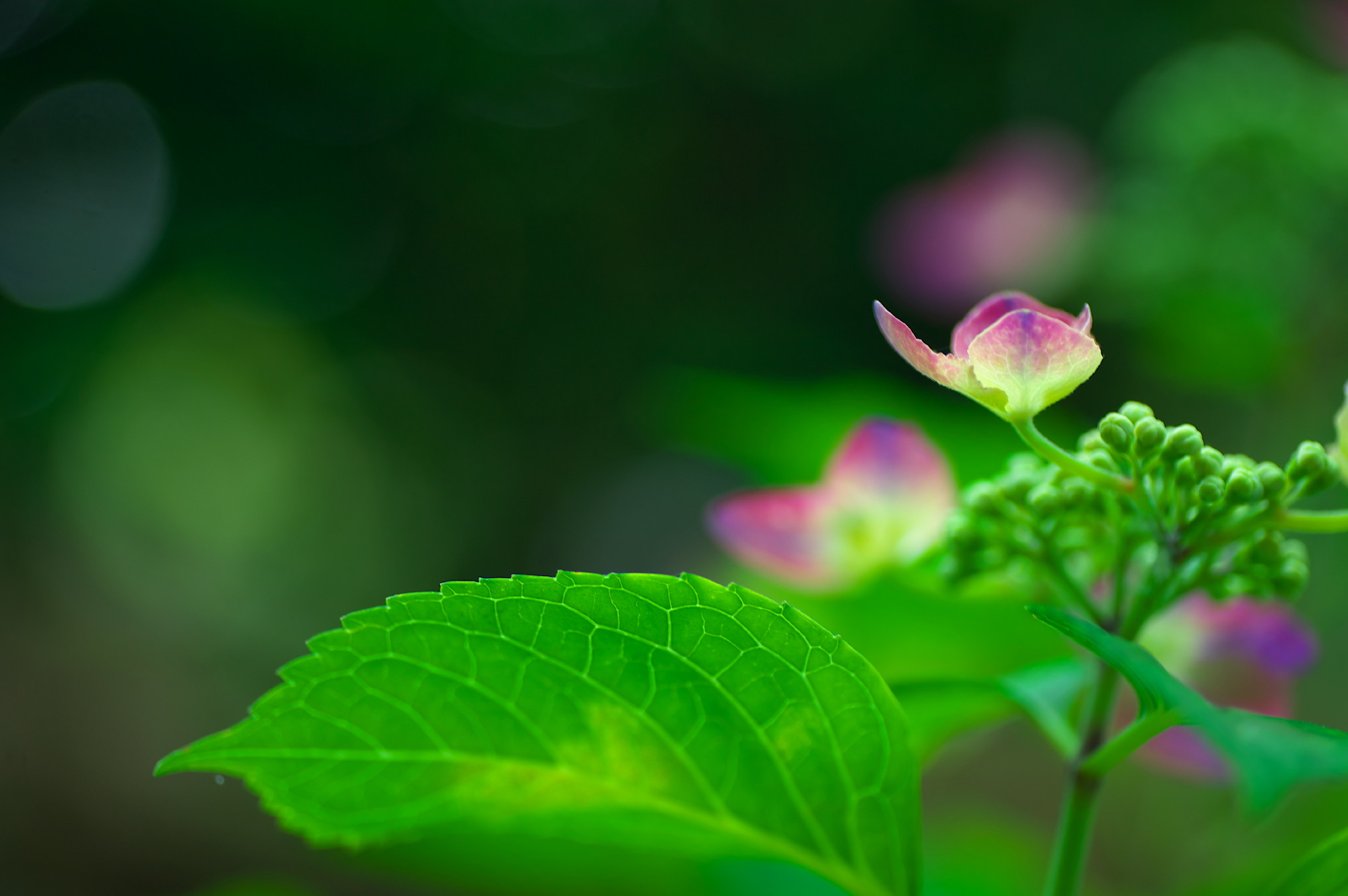 続いて三光寺の山紫陽花の花をアップします_f0000502_20355184.jpg