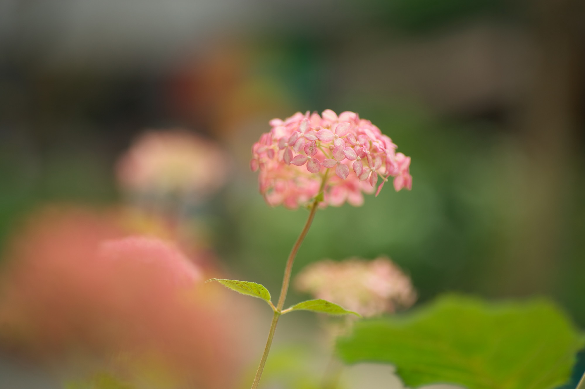 続いて三光寺の山紫陽花の花をアップします_f0000502_20361290.jpg