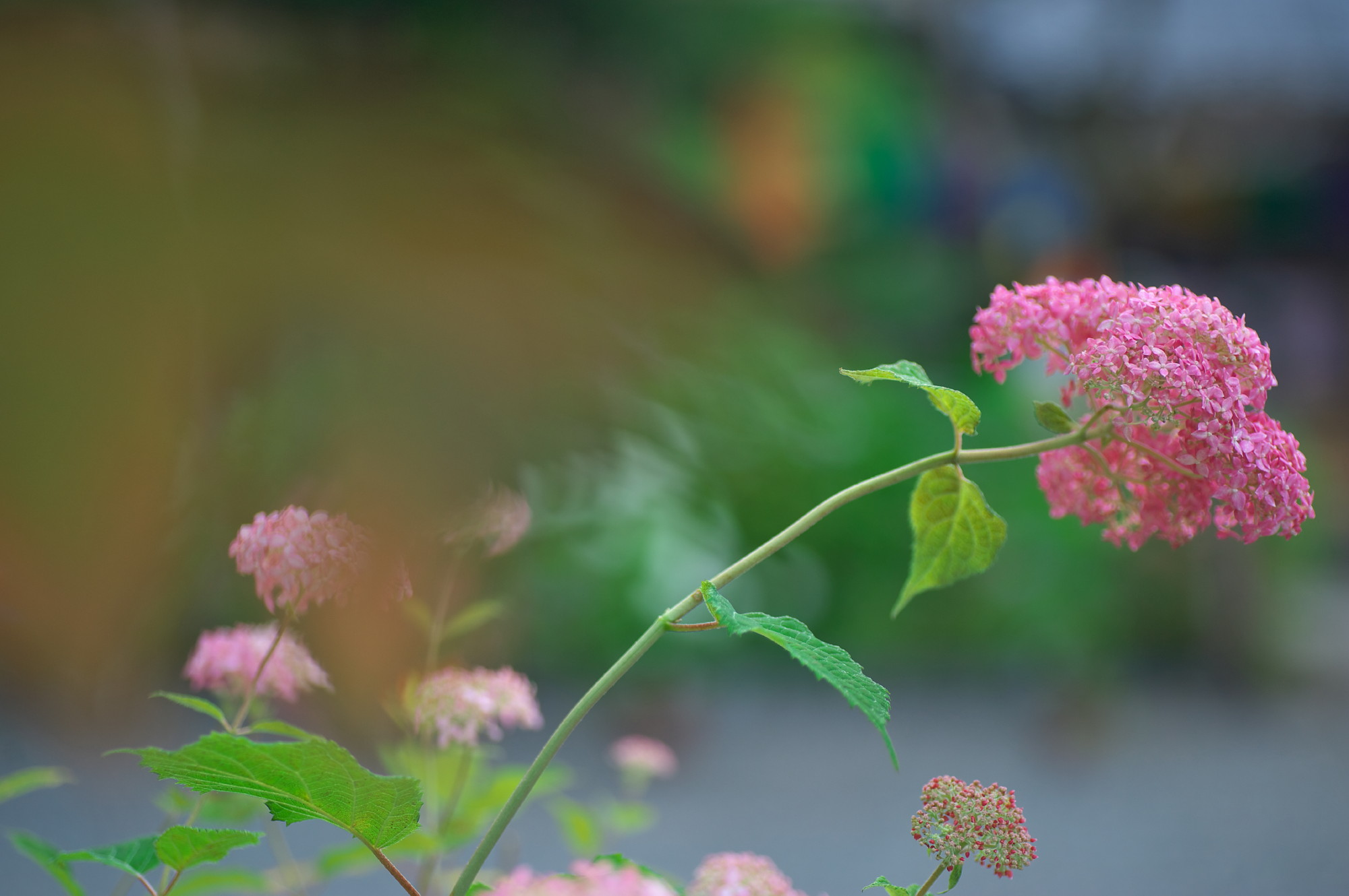 続いて三光寺の山紫陽花の花をアップします_f0000502_20363653.jpg