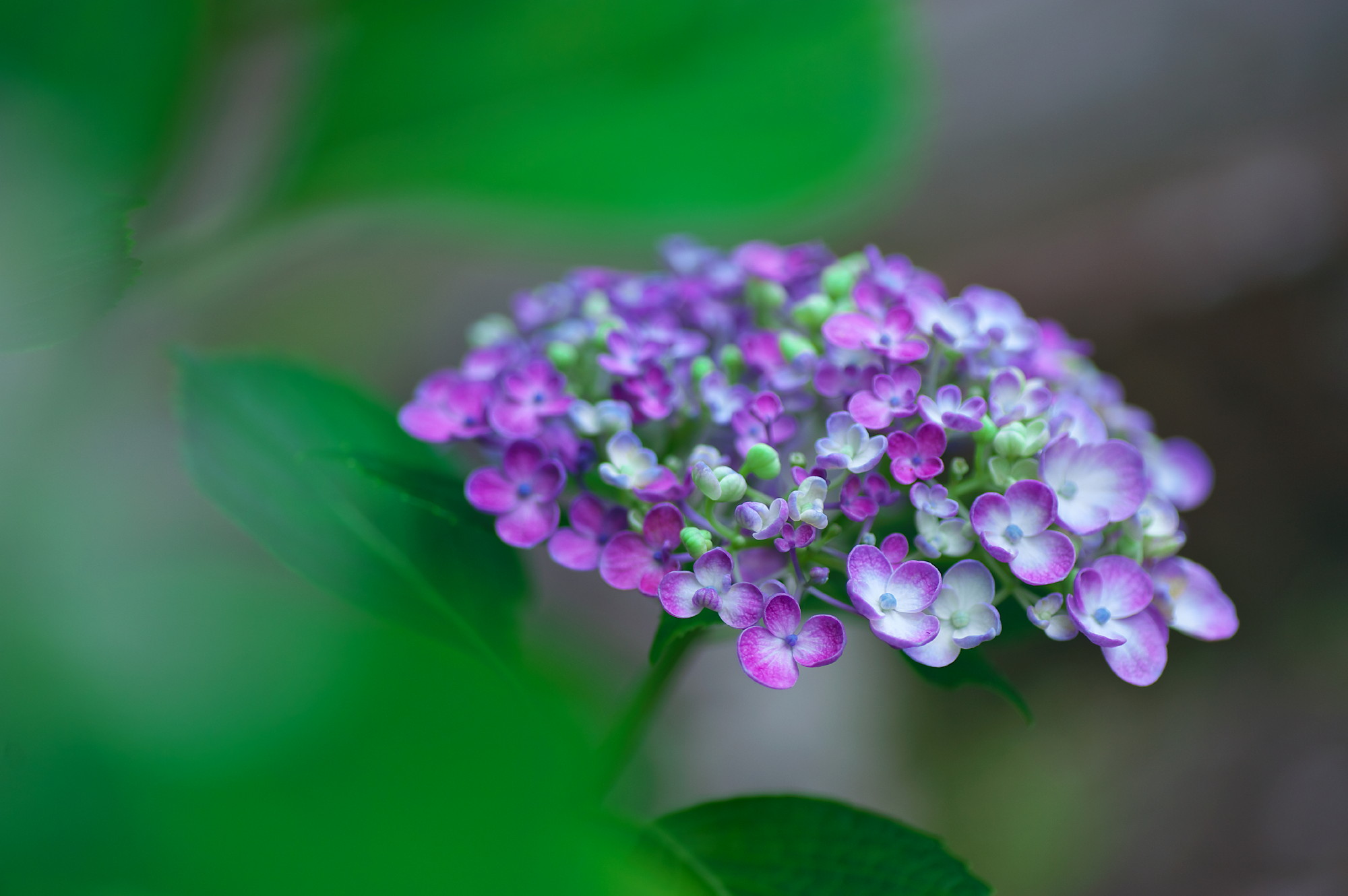 続いて三光寺の山紫陽花の花をアップします_f0000502_20375642.jpg