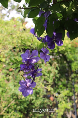 a0123003_904279.jpg