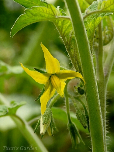 Solanum lycopersicum \'CF Puchi-puyo\' （Lycopersicon esculentum \'CF Puchi-puyo\'）_b0099813_05296.jpg