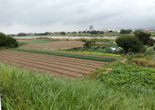 桂川河川敷ウウォーキング_e0048413_2038176.jpg