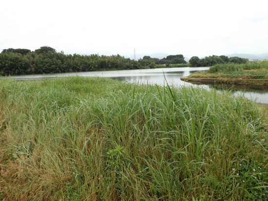 桂川河川敷ウウォーキング_e0048413_20382830.jpg