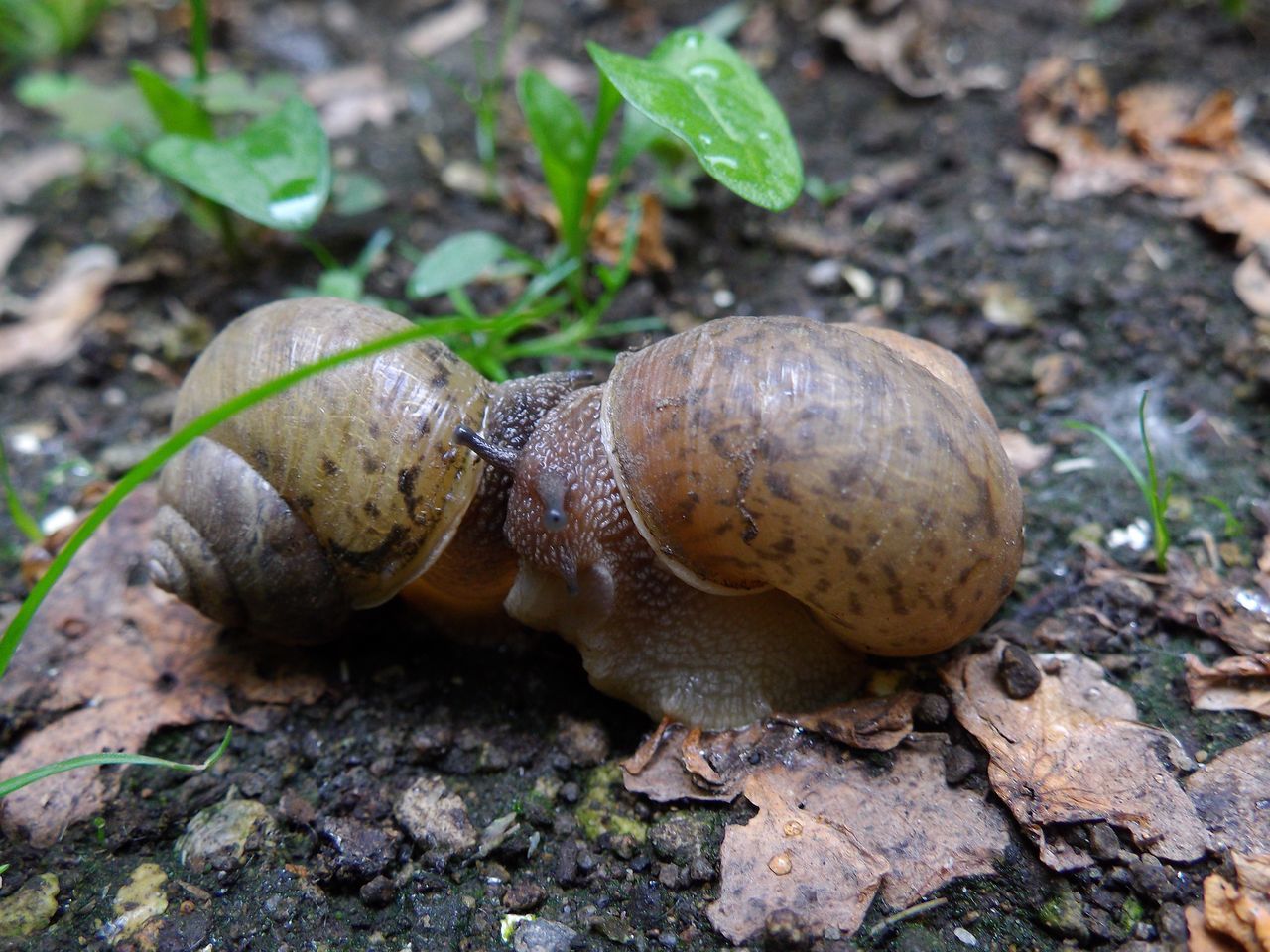 動物も植物も大忙し_c0025115_22234090.jpg
