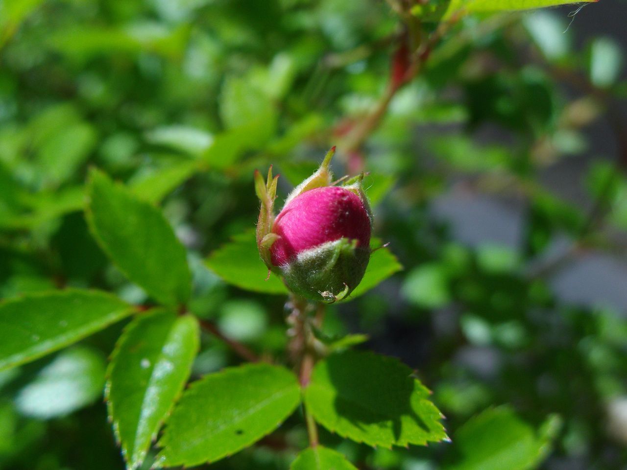 動物も植物も大忙し_c0025115_22260131.jpg