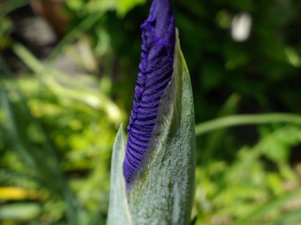 動物も植物も大忙し_c0025115_22260641.jpg
